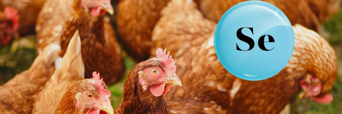 The effect of different levels of selenium in feed on egg production, egg quality and selenium content in yolk