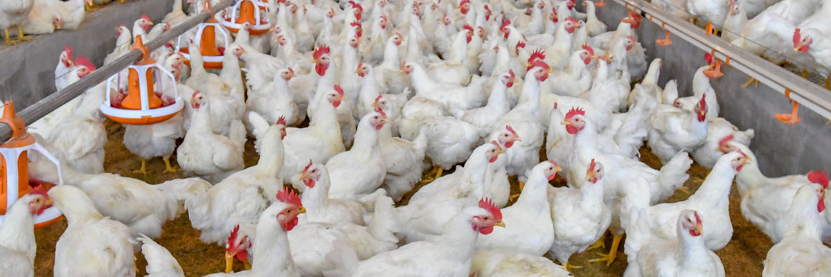 The Effect of Feed Rich In DHA on Egg Production, Egg Components And DHA Content In Yolk