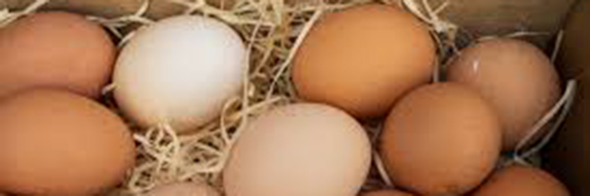 Egg production during the artificial moulting and a new laying cycle of aged hens